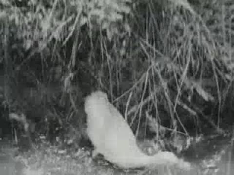 A white duck splashes into the water from the grassy bank.