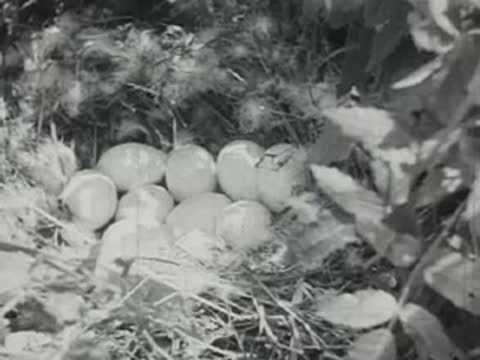 A clutch of pale eggs rests in a leafy nest.