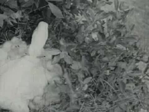 A white duck stands among vegetation near water.