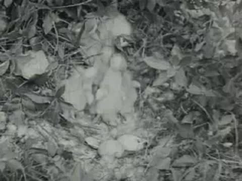 A white duck nests with its young in grassy brush.