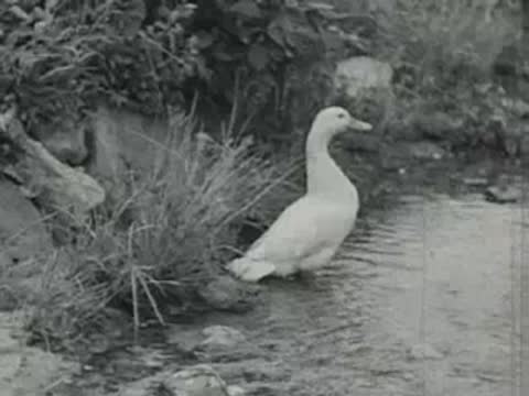 A white duck stands near the edge of a calm pond.