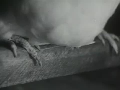 A close-up of a white chicken's legs and feet resting on a wooden perch