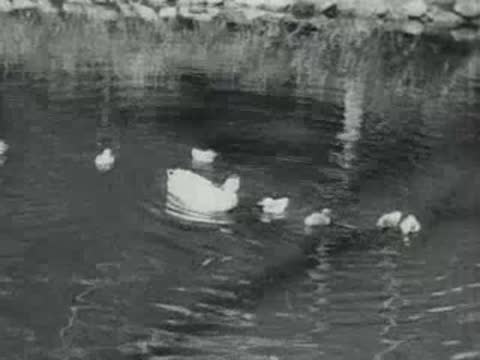 A mother duck leads ducklings swimming across a pond.