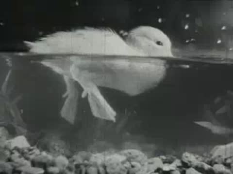 An underwater view shows ducklings swimming with visible webbed feet.