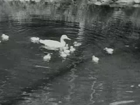 A white duck swims with ducklings on a rippled pond.