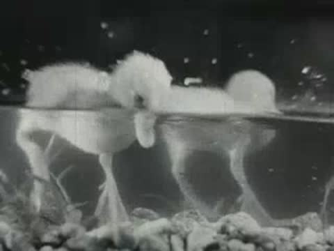 Ducklings swim and dive near underwater vegetation.