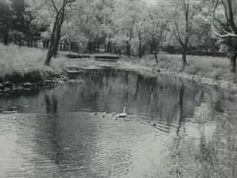 A mother duck and ducklings swim on a winding river.