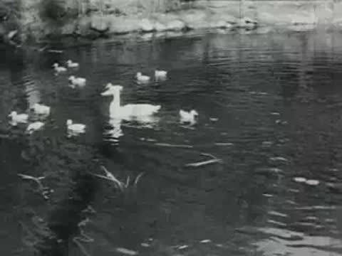 A white duck swims with a group of ducklings on water.