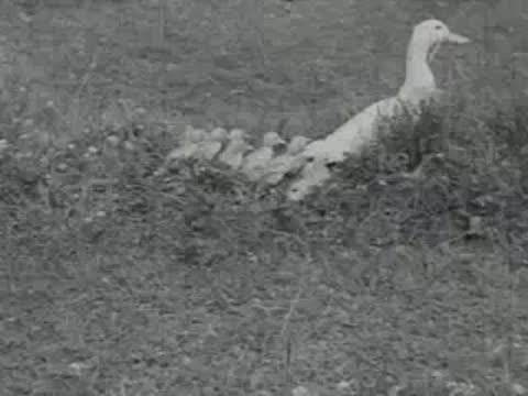 A white duck stands near a grassy nest with ducklings.