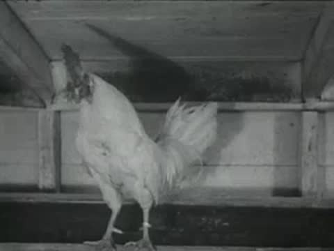 A white chicken standing alertly inside a dim wooden coop