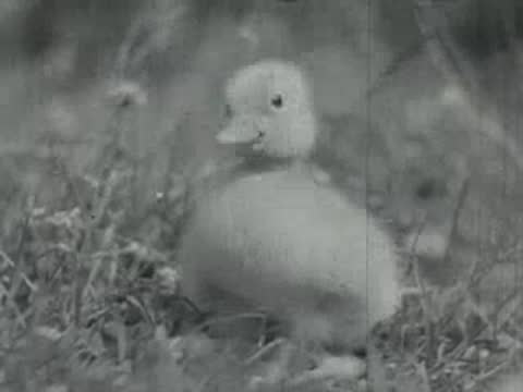A small yellow duckling stands alone in grassy fields.