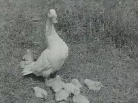 A white duck stands proudly among several small ducklings.