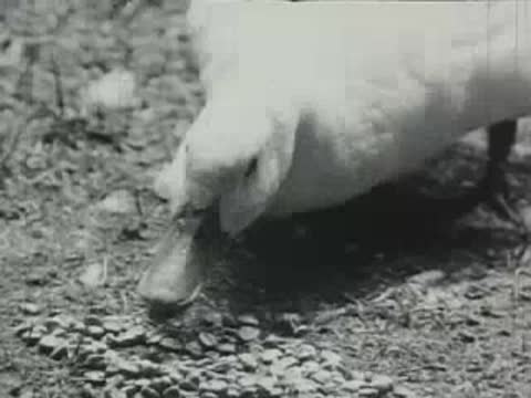 A white duck lowers its head to peck at grain.