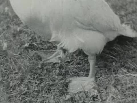 duck with ducklings walking in grass, old educational film