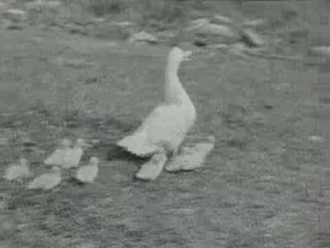 duck with ducklings walking in grass, archive footage