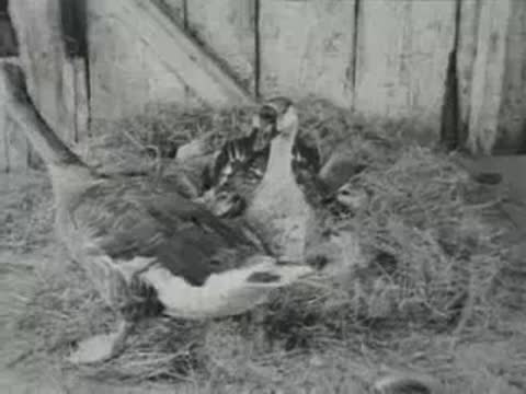 duck nesting in bushes, archival nature documentary