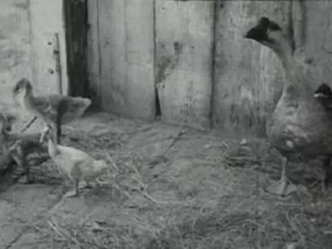 geese and ducklings inside enclosure, old agricultural film