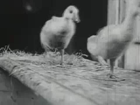 geese walking on wooden plank, archival footage