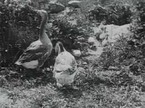 geese and ducklings in grassy area, old educational film