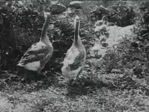 geese walking through grass, archival footage