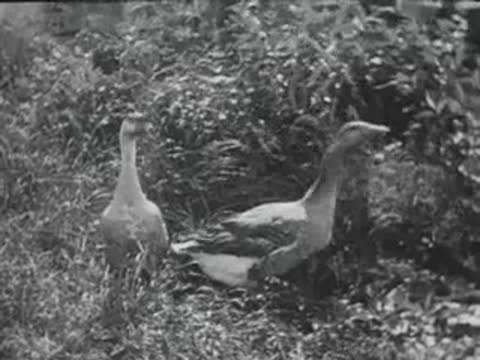 geese foraging in grass, old agricultural film