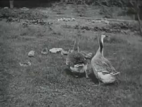 geese and ducklings in field, archival nature film