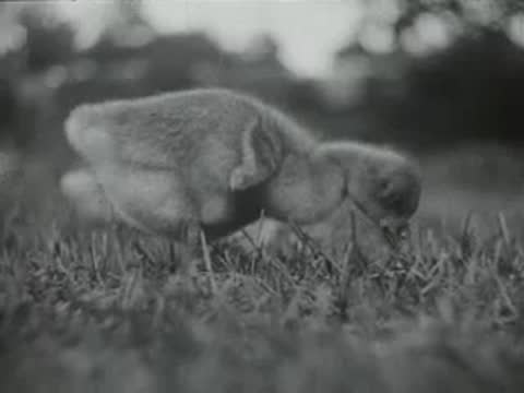 gosling pecking at grass, old educational footage
