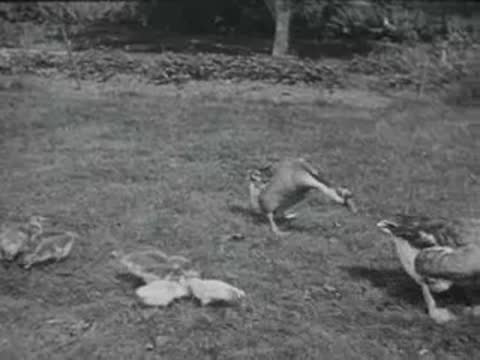 geese and ducklings in pasture, archival film