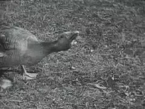goose stretching its neck in grass, old footage
