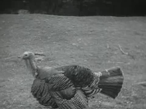 turkey strutting in field, archival agricultural film