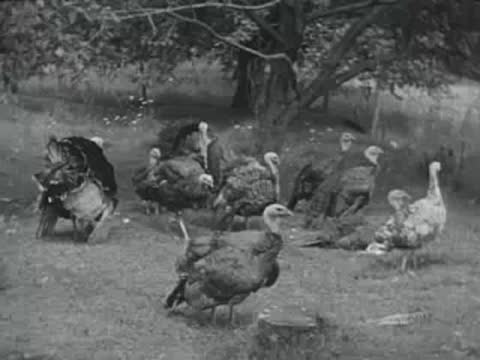 flock of turkeys in grassy area, old educational footage