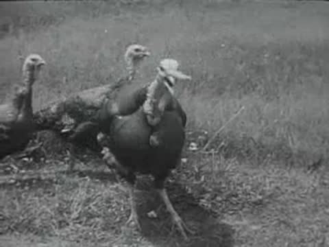 turkeys walking in field, archival footage