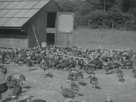 large flock of turkeys outside barn, old agricultural film