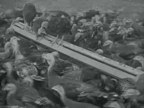 flock of turkeys eating from trough, archival footage
