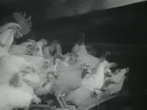A crowded group of white chickens roosting together on shelves inside a coop