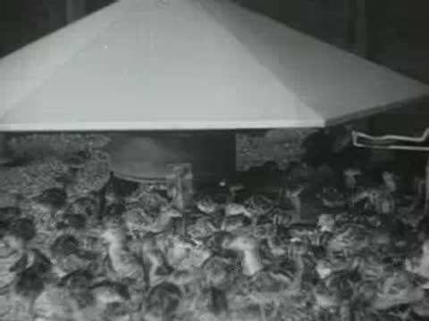 chicks under brooder lamp, old educational film