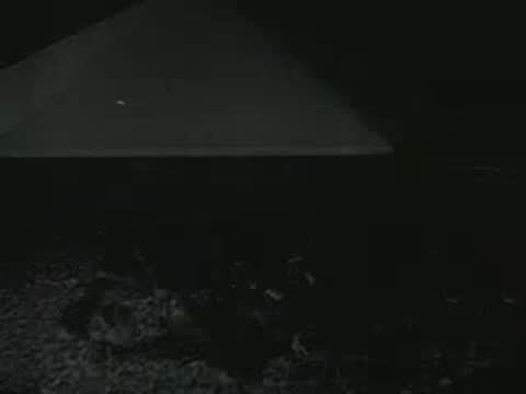 chicks under heating lamp in coop, archival footage