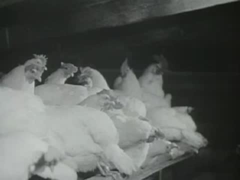 chickens resting indoors, old agricultural film