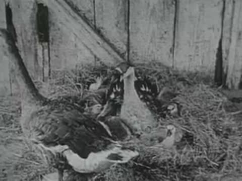 goose nesting on eggs, old nature film