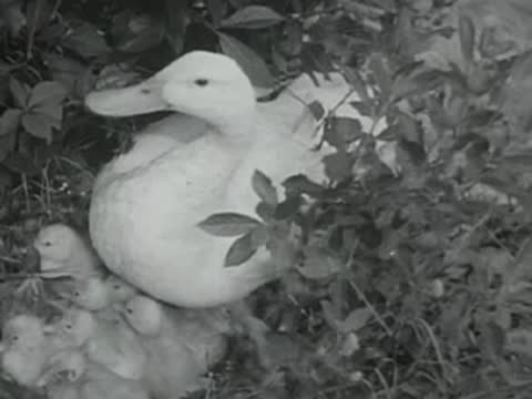duck sitting on nest with ducklings, archival footage