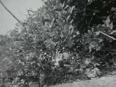dense bushes in outdoor setting, old film