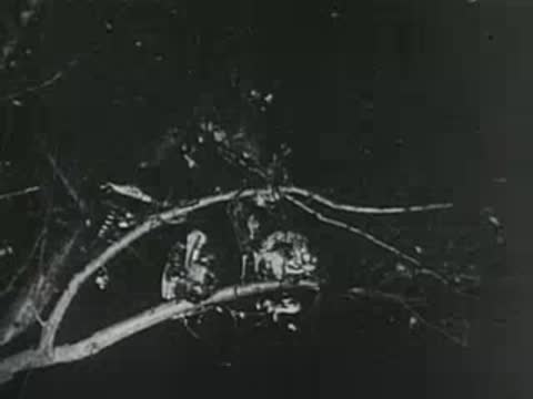wide shot of turkeys roosting on a tree branch at night