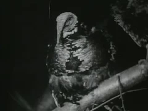 medium close-up of a single turkey resting on a branch