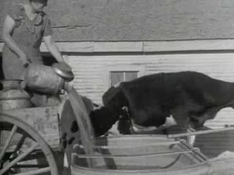 A person pouring water into a tank while a cow drinks, 1930s film