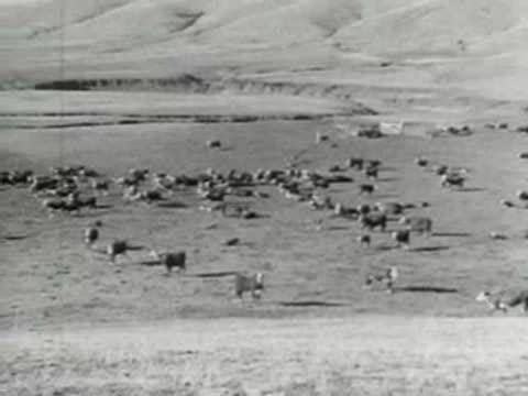 A large herd of cattle grazing on a rolling hill landscape, 1930s film