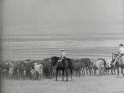 Cowboys riding horses while herding cattle across a landscape, historical film