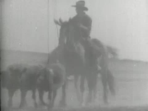 Cowboys driving a herd of cattle along a dusty road, archival footage