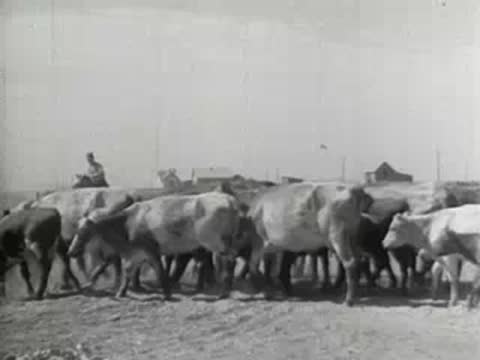 A herd of cattle walking along a dusty path, historical documentary
