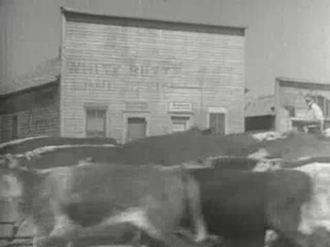 Cattle moving through a dusty town street with wooden buildings, 1930s style