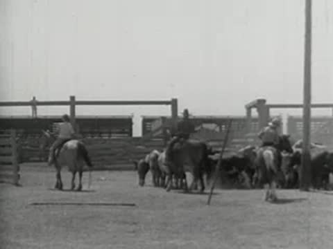 Cowboys on horseback herding cattle into a corral, historical footage